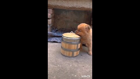 eating dog food for protein