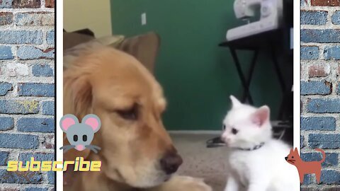 Dog VS Cat