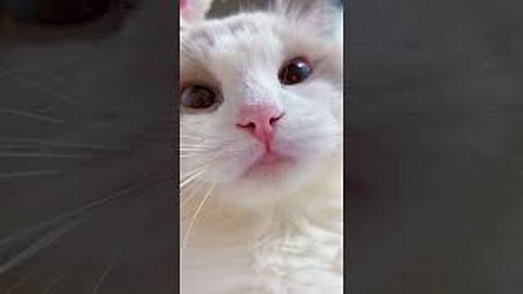 #shorts cat meme & kitten (tik tok video]💘 - funny cats meow baby cute compilation [cat-cash home)