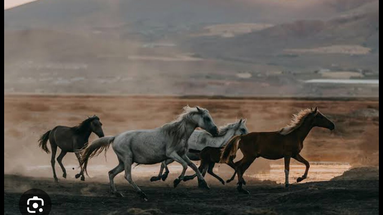 horses running