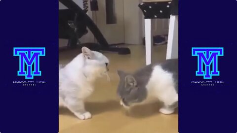 Animals funny moments part 2