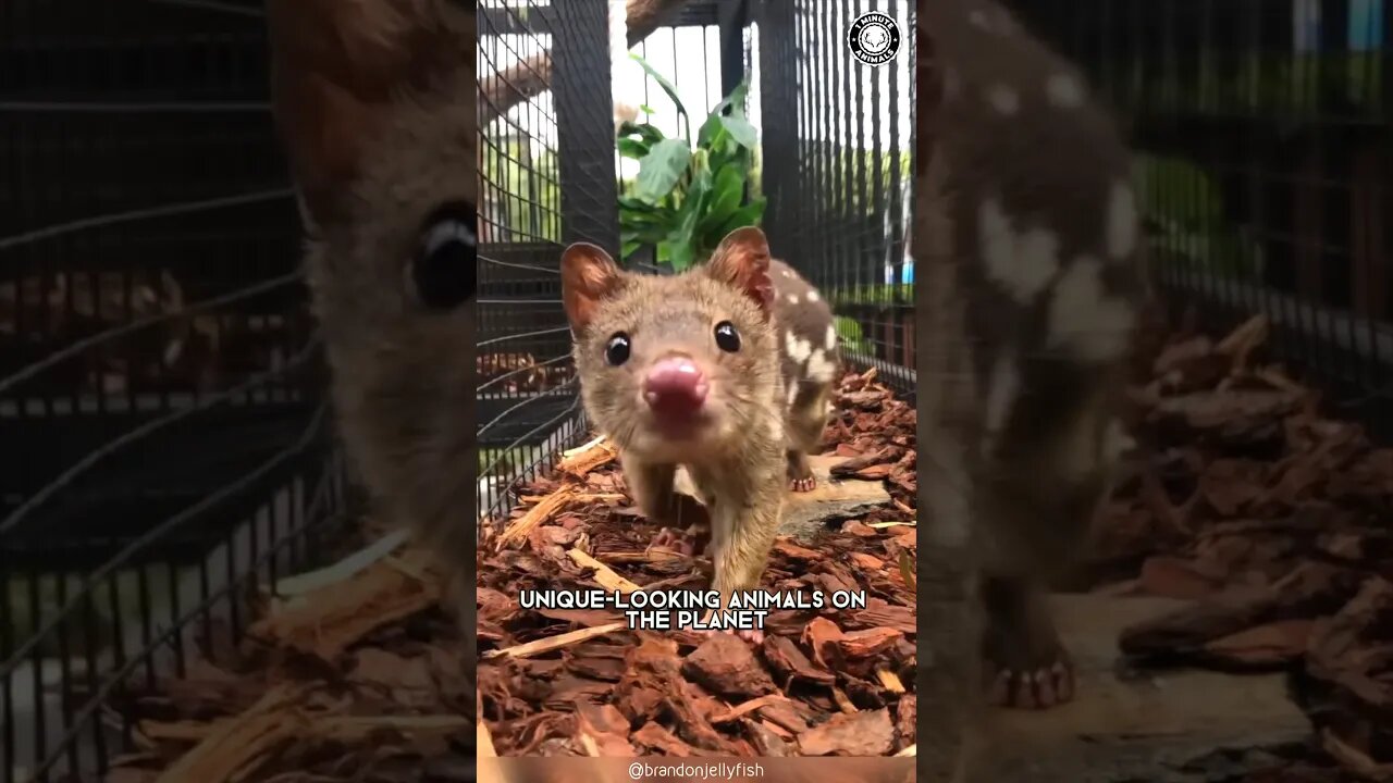 Quoll 🦘 Adorable Marsupial You've Never Heard Of!