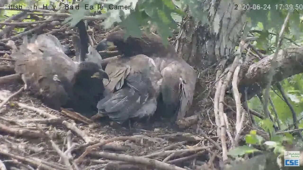 Hays Eagles H12 H11 my feathers your feathers 2020 06 24 17 40 31 850