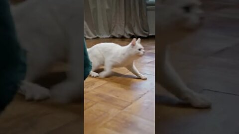 funny cat videos | cute cat videos |cute animals | funny cats #shorts