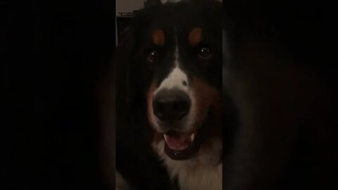 Dogs want to go out! 😂❤️ #lovemydogs #berner #farmlife