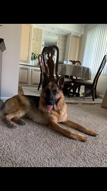 Meet My Dog Zara The German Shepard ☺️