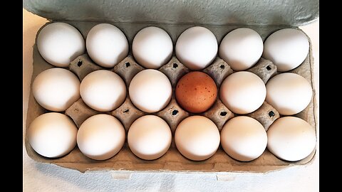 Egg Shortages and Rationing Around The US; What Are You Seeing?