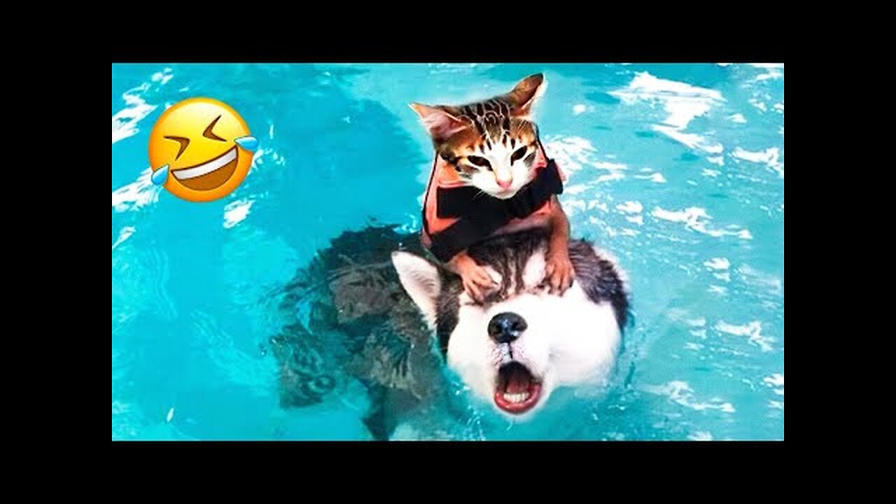 Try Not To Laugh Dogs And Cats 😁 - Best Funniest Animals Video 2023