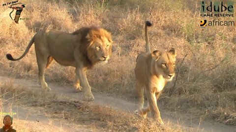 Daughters Of The Mapogo Lions - Rebuilding The Othawa Pride - 19: On The Move