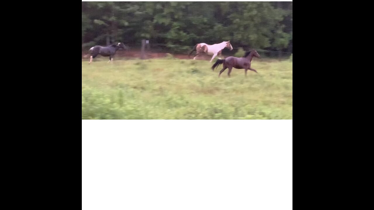 Horses running just for the joy of running
