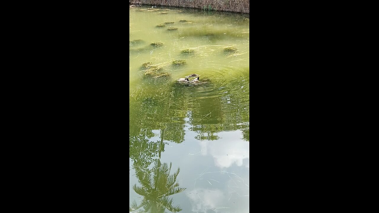 duck playing