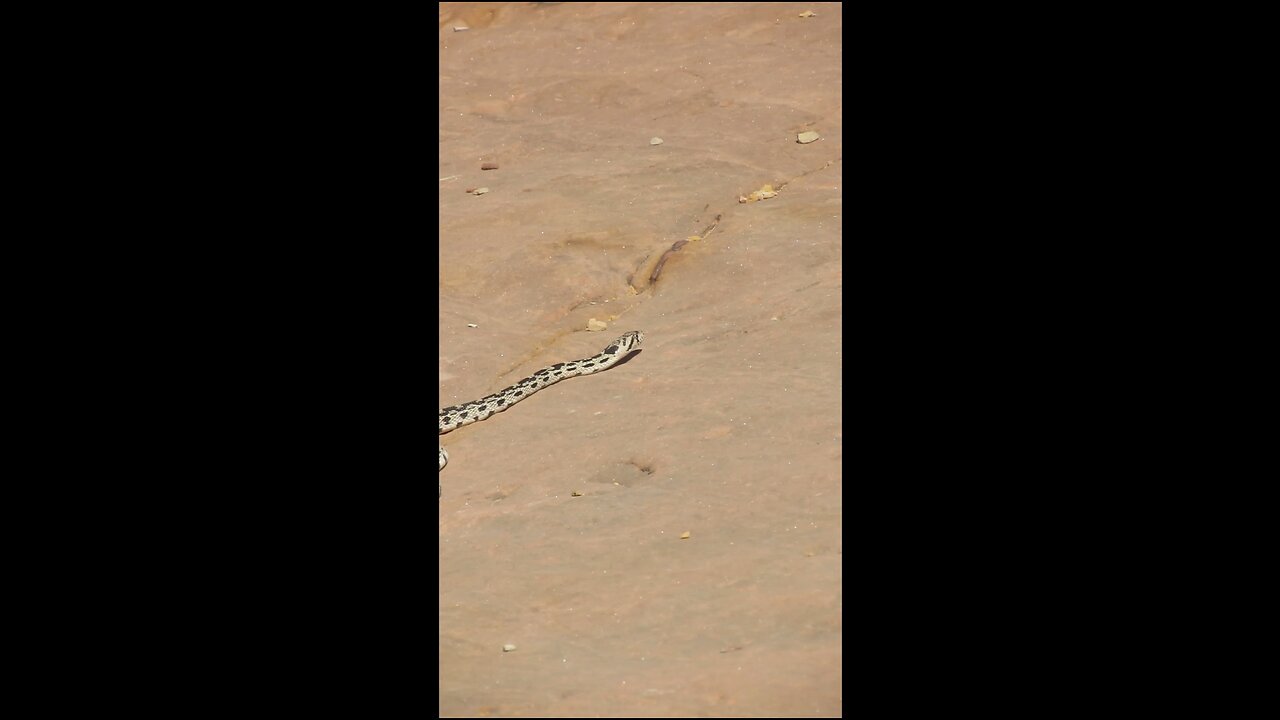 Snake found in canyon trail