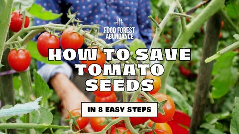 How to Save Tomato Seeds