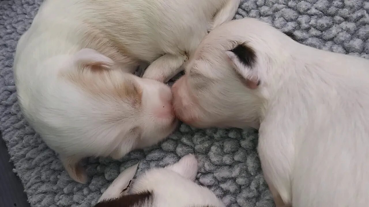 F Litter & E Litter