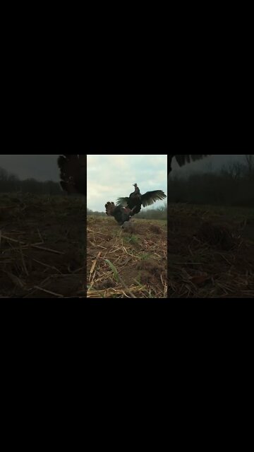 BOSS Gob DESTROYS Decoy! Opening Day in Missouri went exactly as planned!