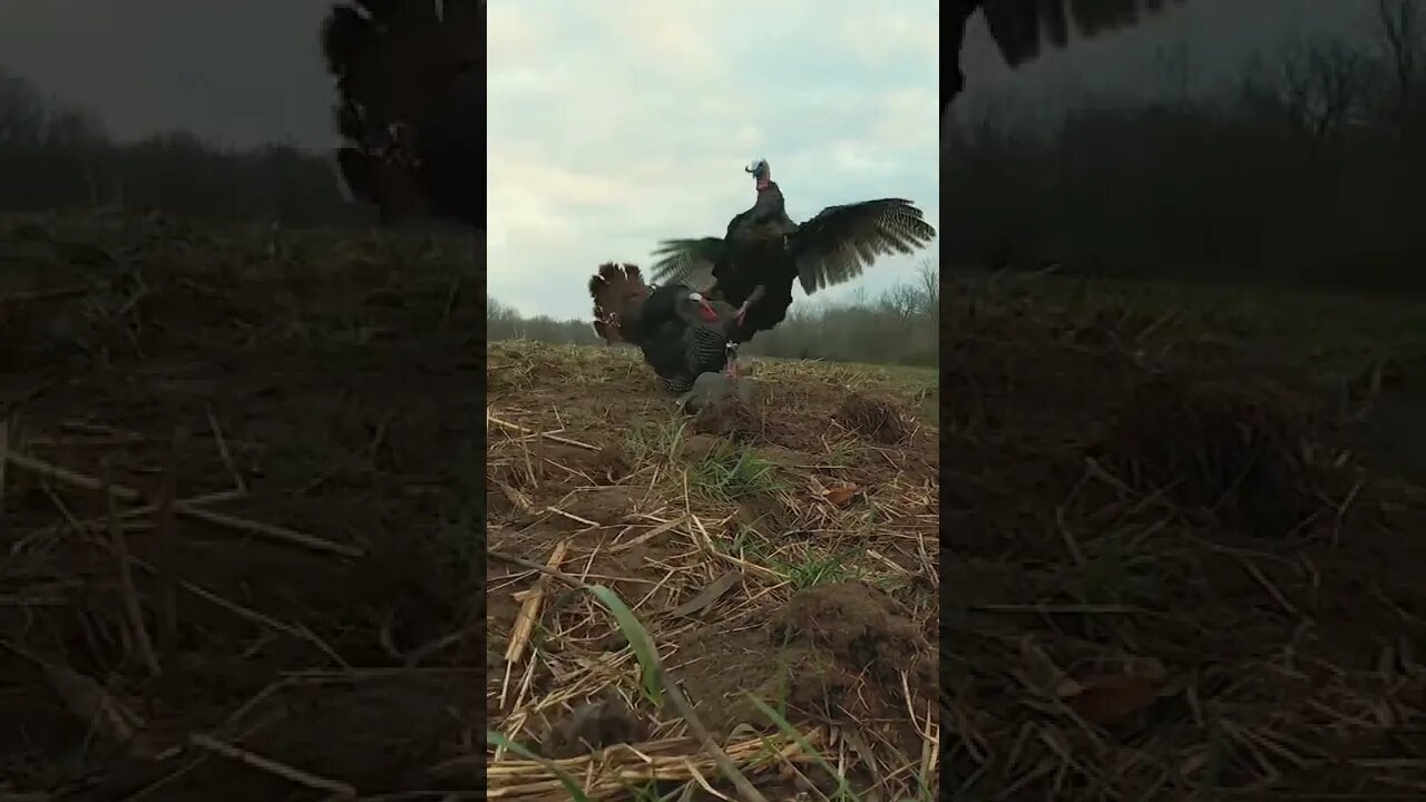 BOSS Gob DESTROYS Decoy! Opening Day in Missouri went exactly as planned!