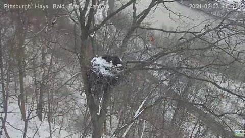 Hays Eagles Dad brings Mom gift 2 flys a loop 2021 02 03 802am