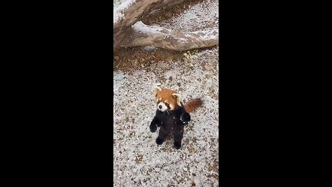 Red Panda you love it me too