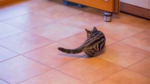 Kitty observing small fly on floor