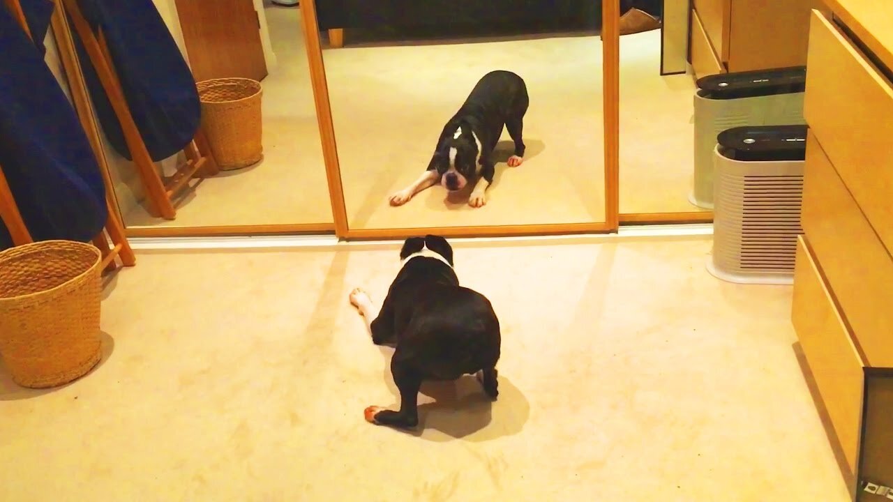 Funny Mirror Prank on Dog | Funny Reactions