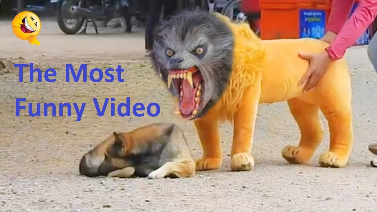 Troll Prank Dog Funny & fake Lion and Fake Tiger Prank To dog & Huge Box Prank to dog