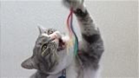 How To Shop For Cat Toys