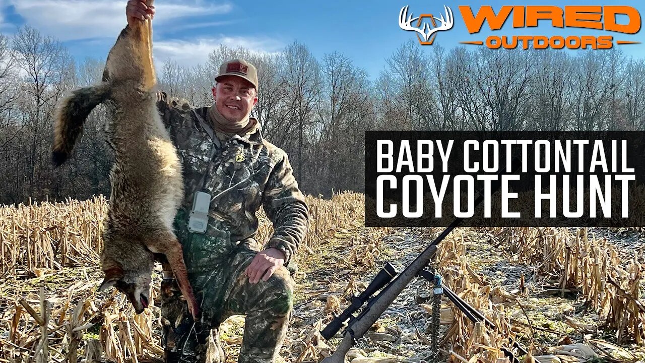 Baby Cottontail Coyote Hunt!