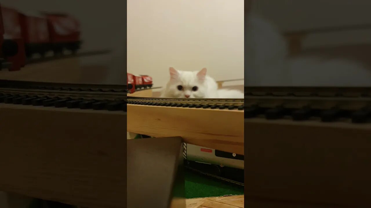 Cat setting on my Hornby set up.