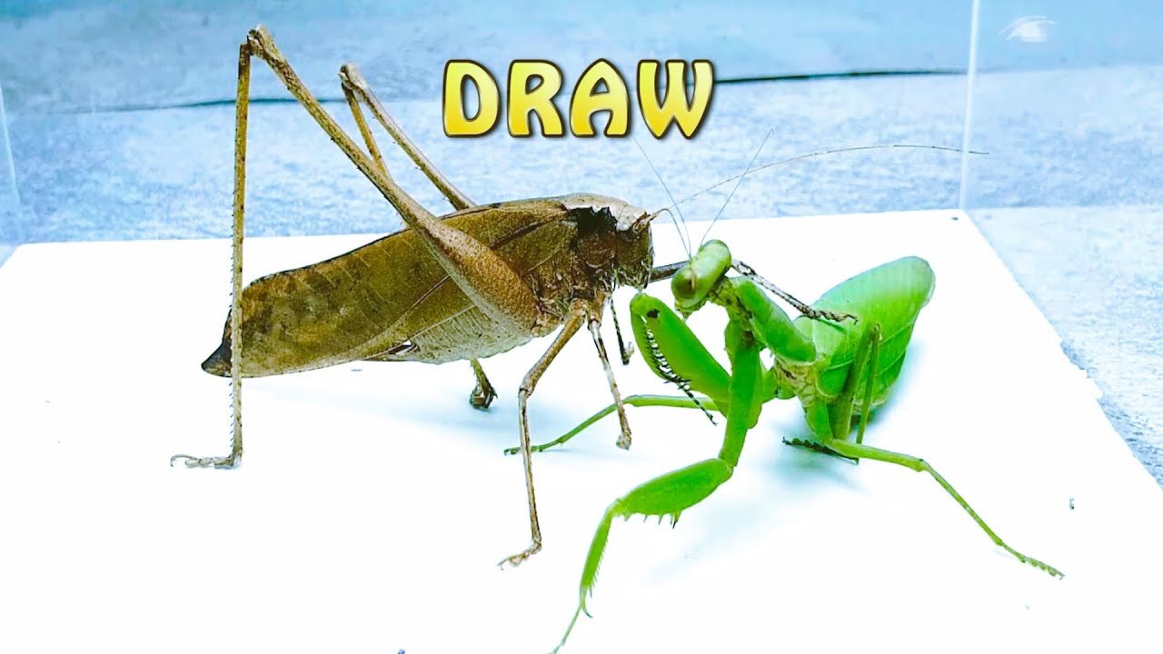 MANTIS vs giant KATYDID meet what will happen