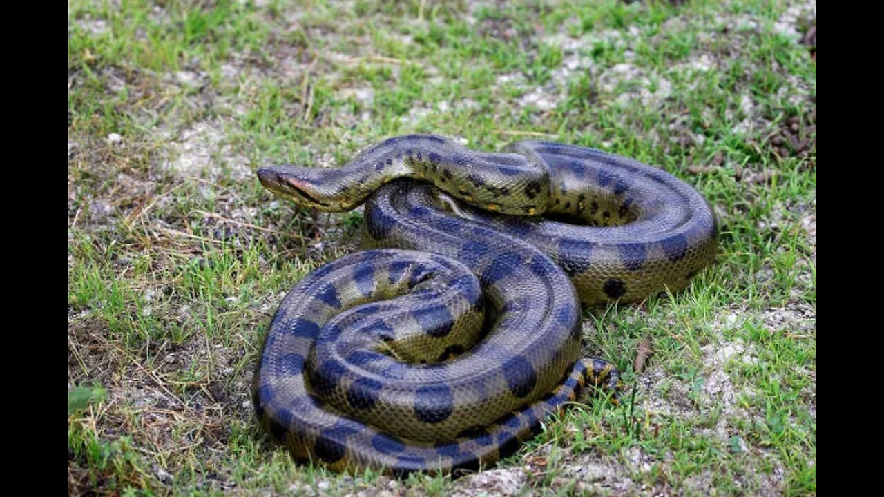 Trânsito é interrompido para passagem de sucuri no pantanal