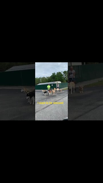 Kudos to Rescuer’s