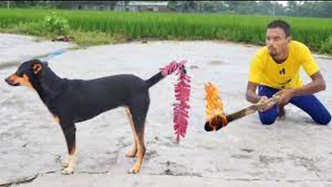 Totally Amazing New Funny Video 😂 Top Comedy Video 2022 Episode : 37
