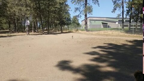 Playing at the dog park