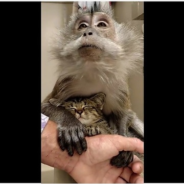 Monkey Preciously Harbors Newly Rescued Kitten