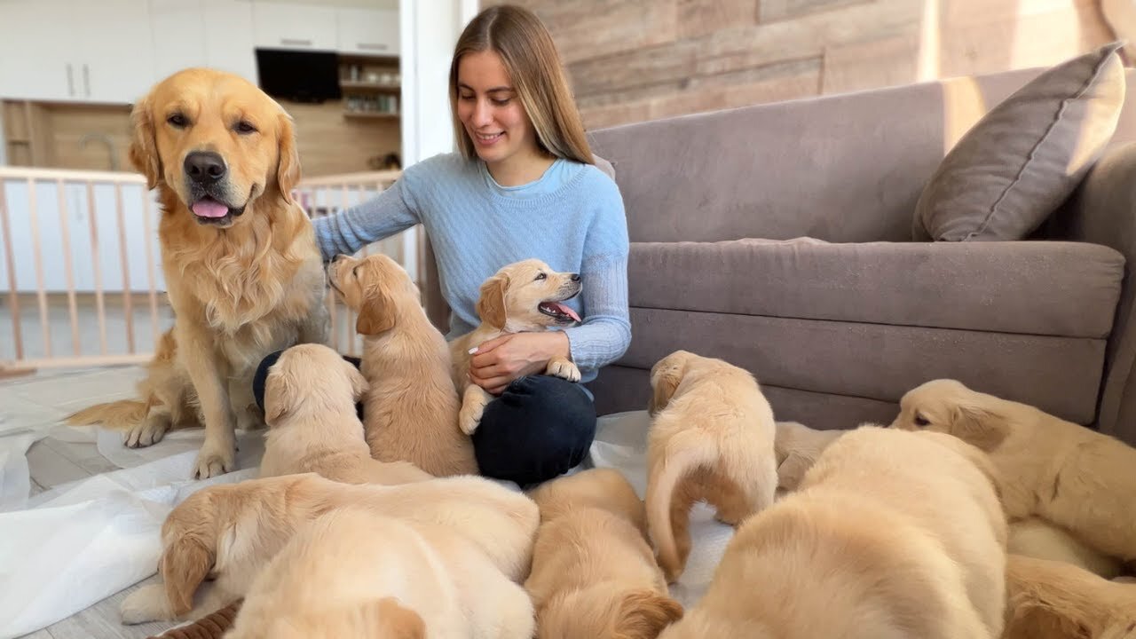 Golden Retriever Dad Meets His Puppies for the First Time