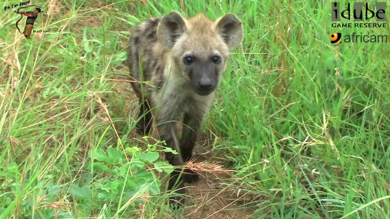 Visiting The Hyena Den