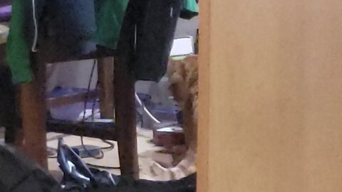 Ritz the Cat has a wild hair!