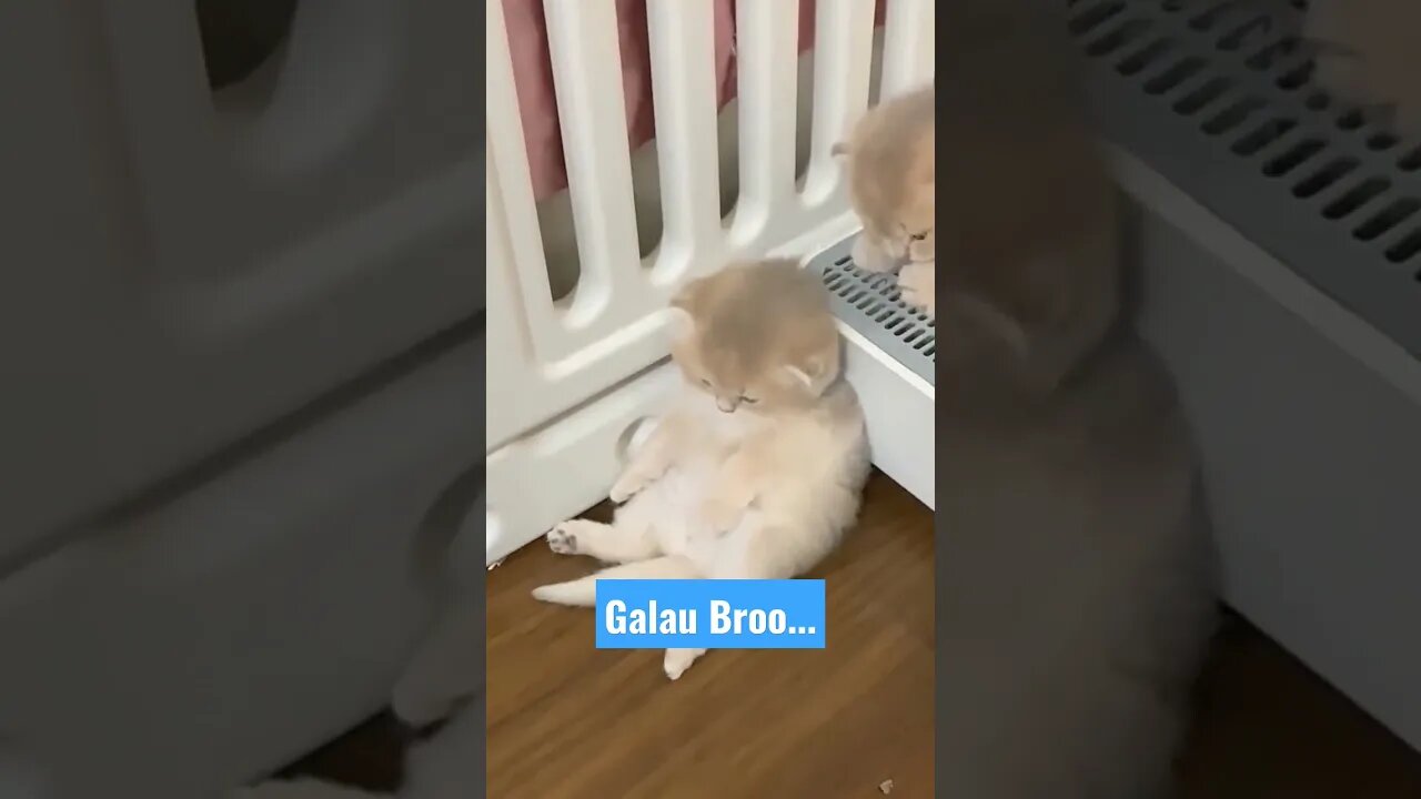 Lagi galau,, kucing sakura lagi melamun saja 😁 #kucinglucu #short #kucingimut #catcutevideo