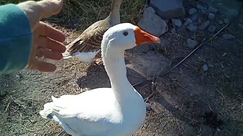Ezra the gander is wanting a cuddle, he is a lovely boy