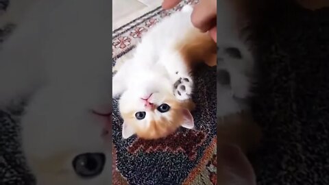 Cat Video #cat #shorts