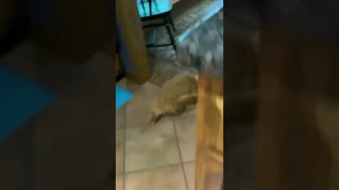 Got ya! Now you’re coming with me…😾🤦‍♂️😂