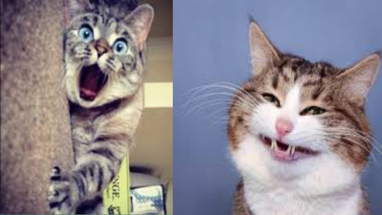 Funny cute cat