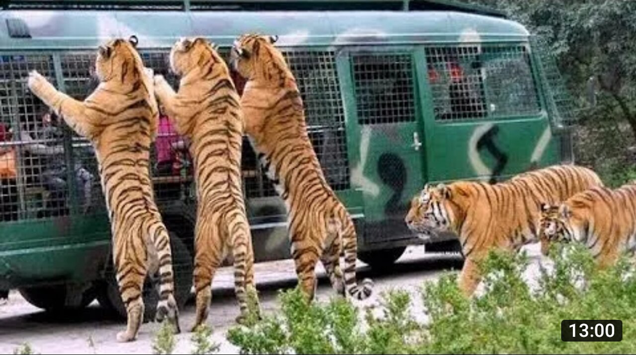 My First video Angry Royal Bengal Tiger Attacks Safari Bus In Bangladesh