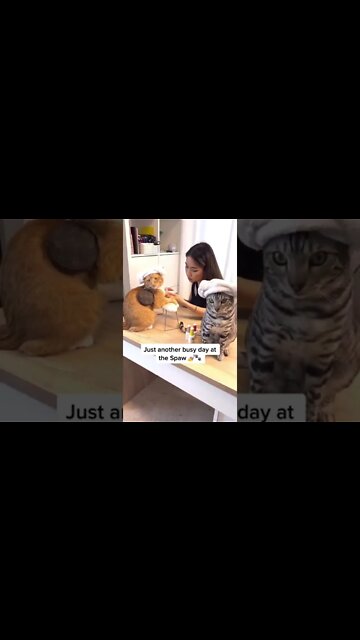 #funniestcats #cats #funnycatsvideos 😹