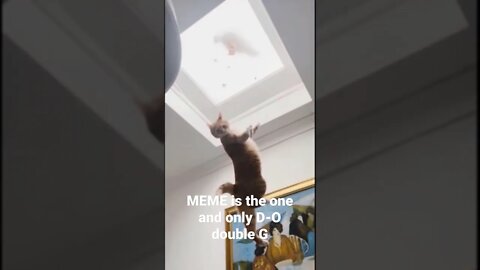 MEME is the one and only D-O double G 🤣🦧 #shorts #trending #catlover #catvideos