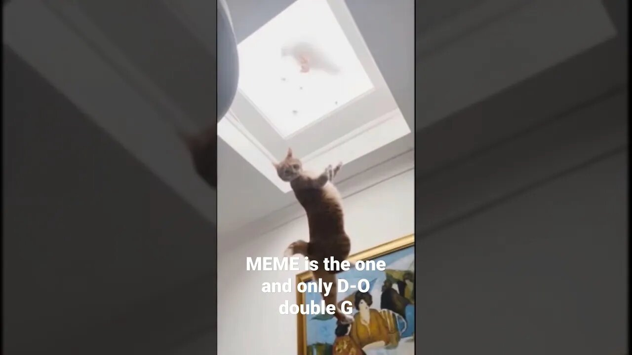 MEME is the one and only D-O double G 🤣🦧 #shorts #trending #catlover #catvideos
