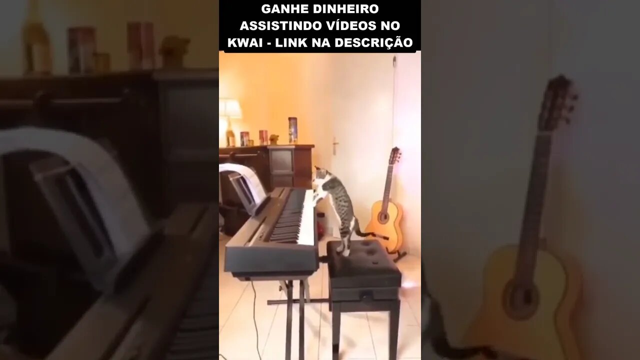 gato pianista