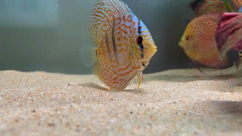 Discus fish tank