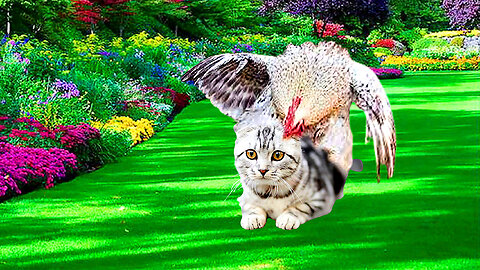 The naughty rooster spoiled the cat,