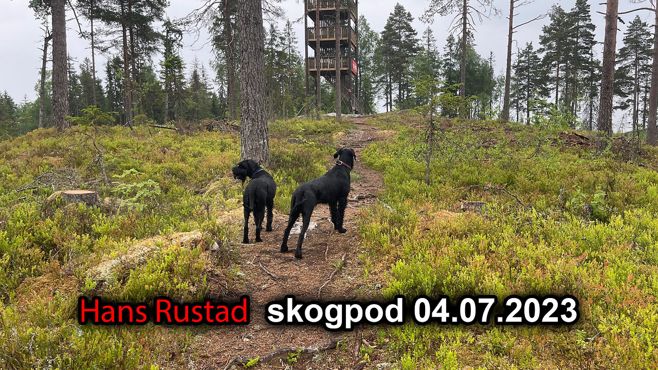 Skogpod 04. Juli 2023